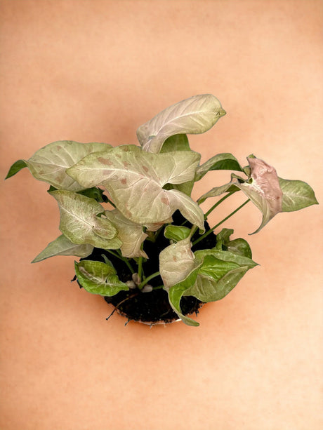 Livraison plante Syngonium Pink Spot