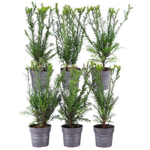 taxus media grönland Taxus media Greenland
