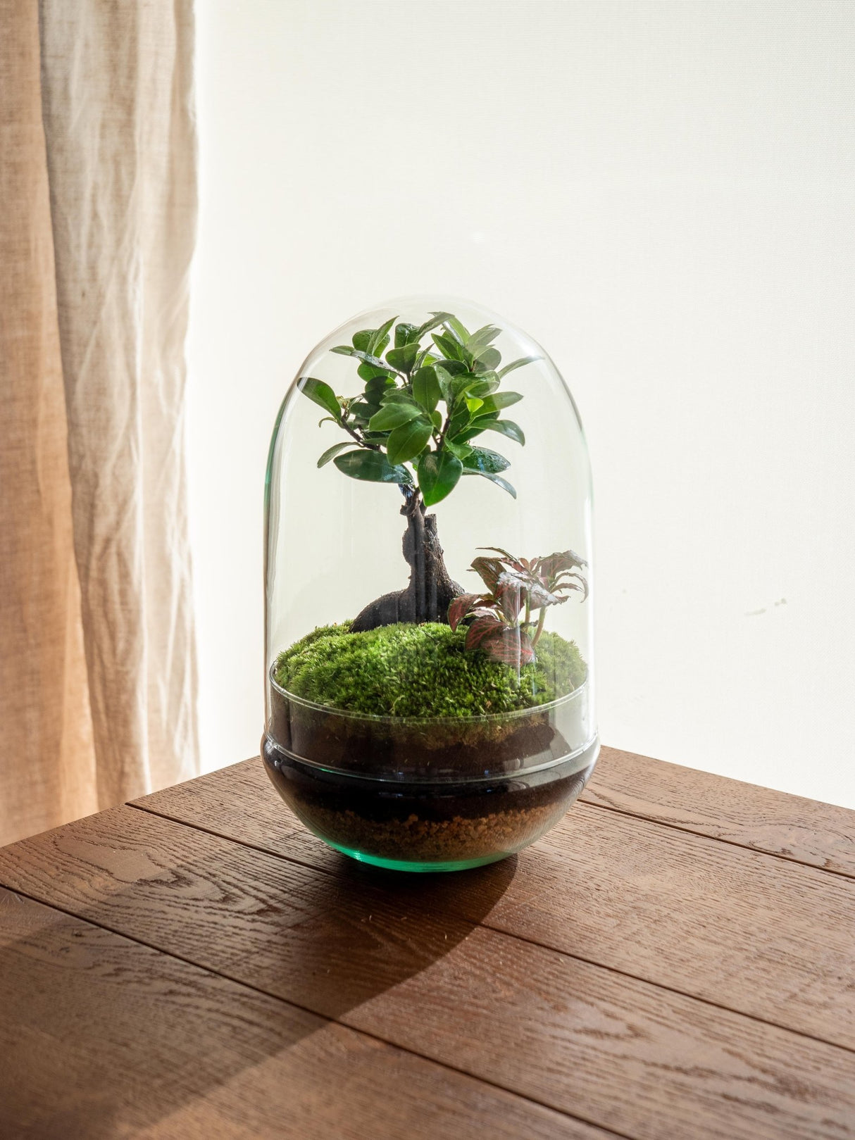 Livraison plante Terrarium - Balangan