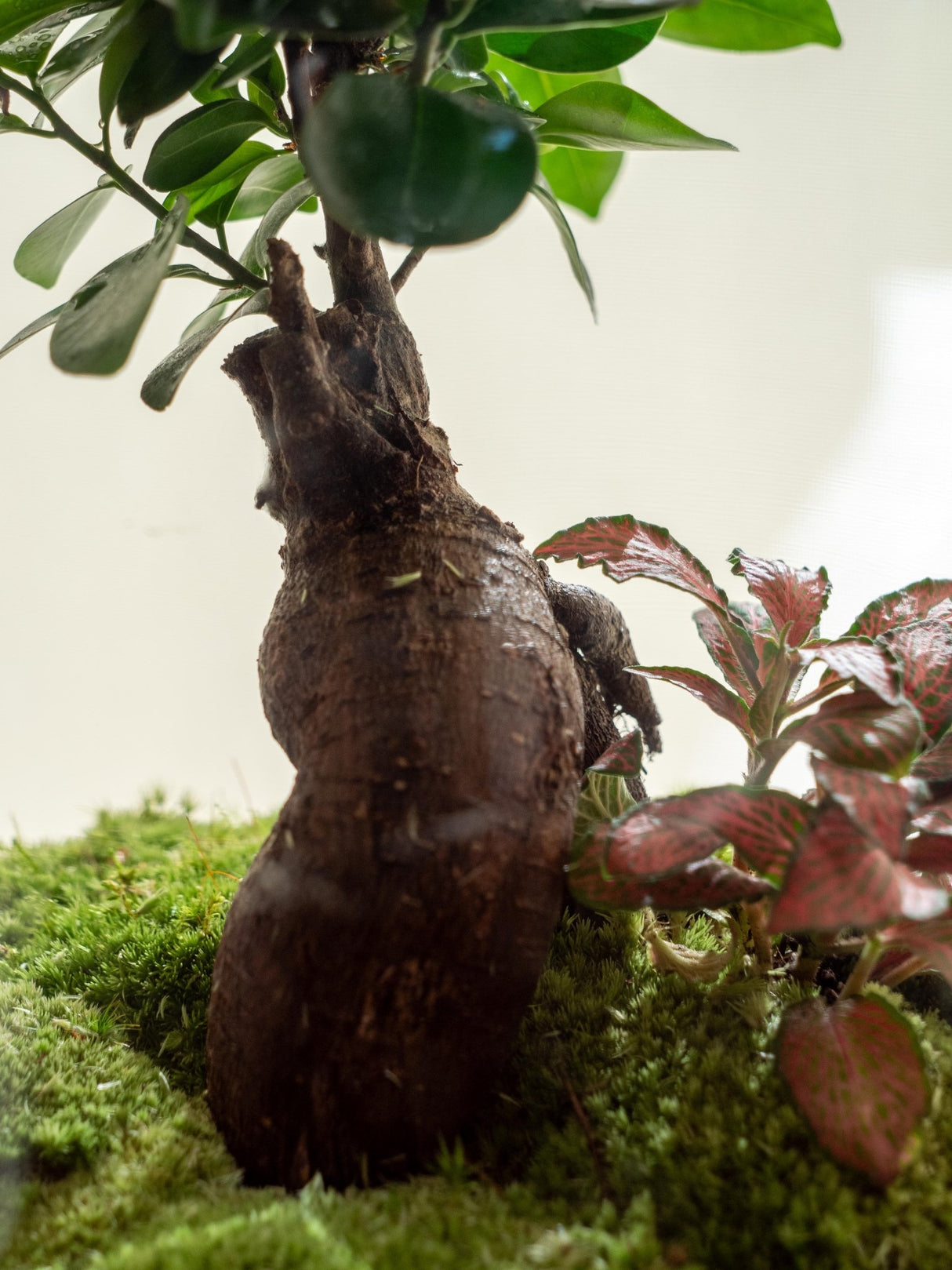 Livraison plante Terrarium - Rio Ookii