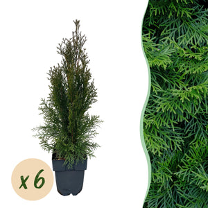 Livraison plante Thuja occidentalis Smaragd – Lot de 6 – Hauteur 60 cm