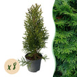 Livraison plante Thuja occidentalis Smaragd - Lot de 8 - Hauteur 30 - 35 cm