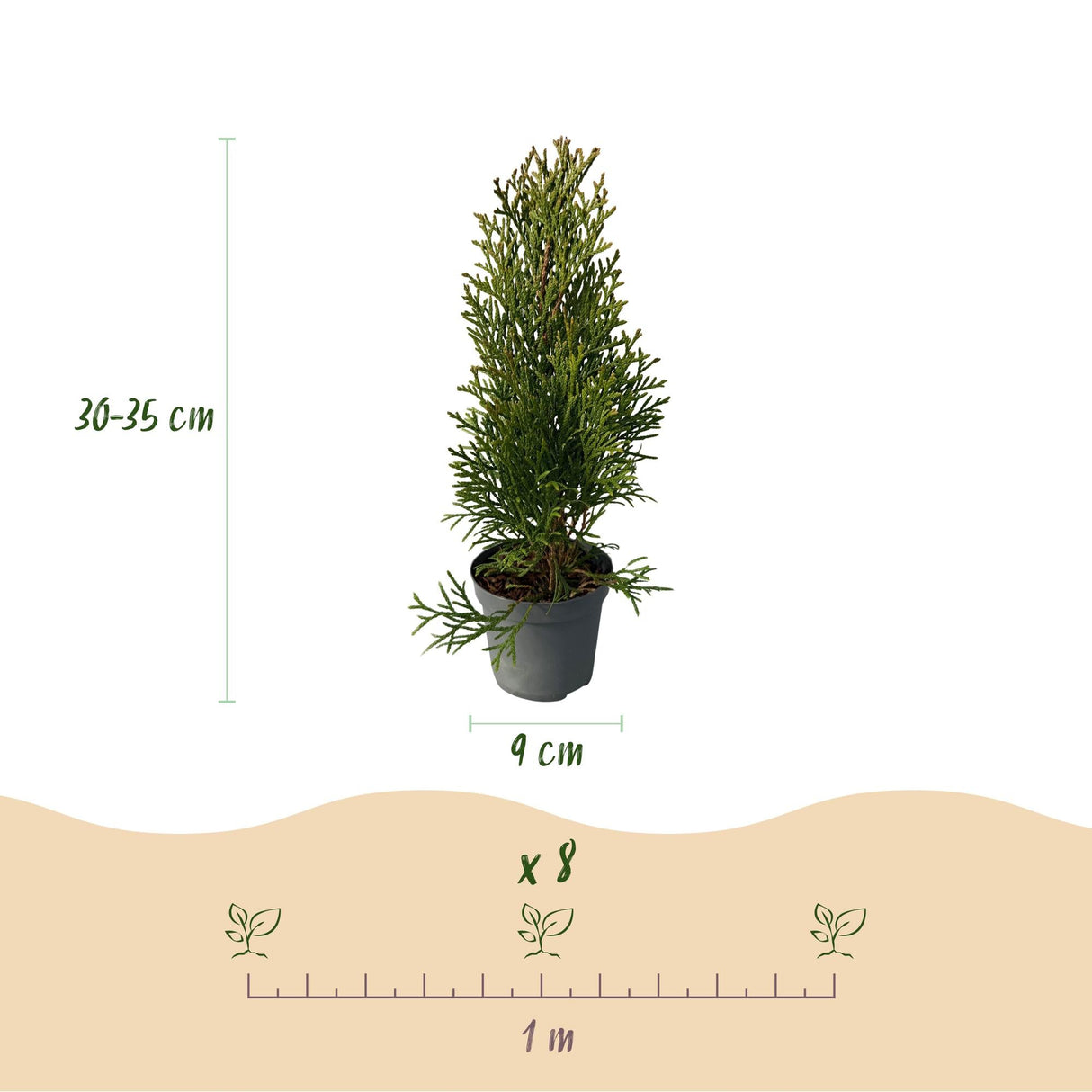 Livraison plante Thuja occidentalis Smaragd - Lot de 8 - Hauteur 30 - 35 cm