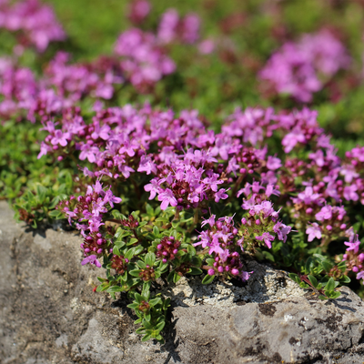 Thym Rampant (Thymus praecox) 'Coccineus'