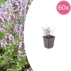 Livraison plante Thyms vulgaris