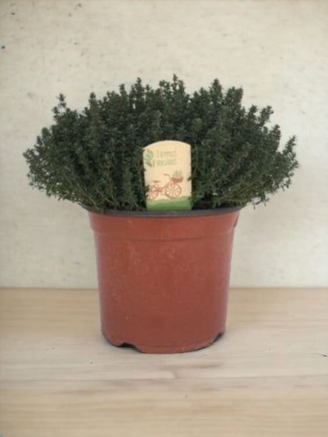 Livraison plante THYMUS FAUSTINI 18 - Ø18cm - ↕45cm