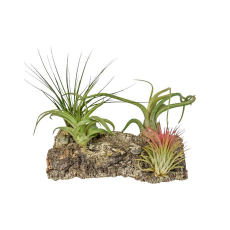 Livraison plante Tillandsia Kurkhout Large