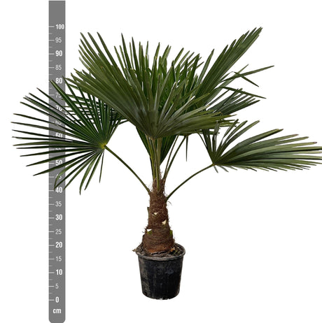 Livraison plante Trachycarpus palmier