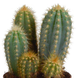 Livraison plante Trio de Cactus et leurs caches - pots h23cm