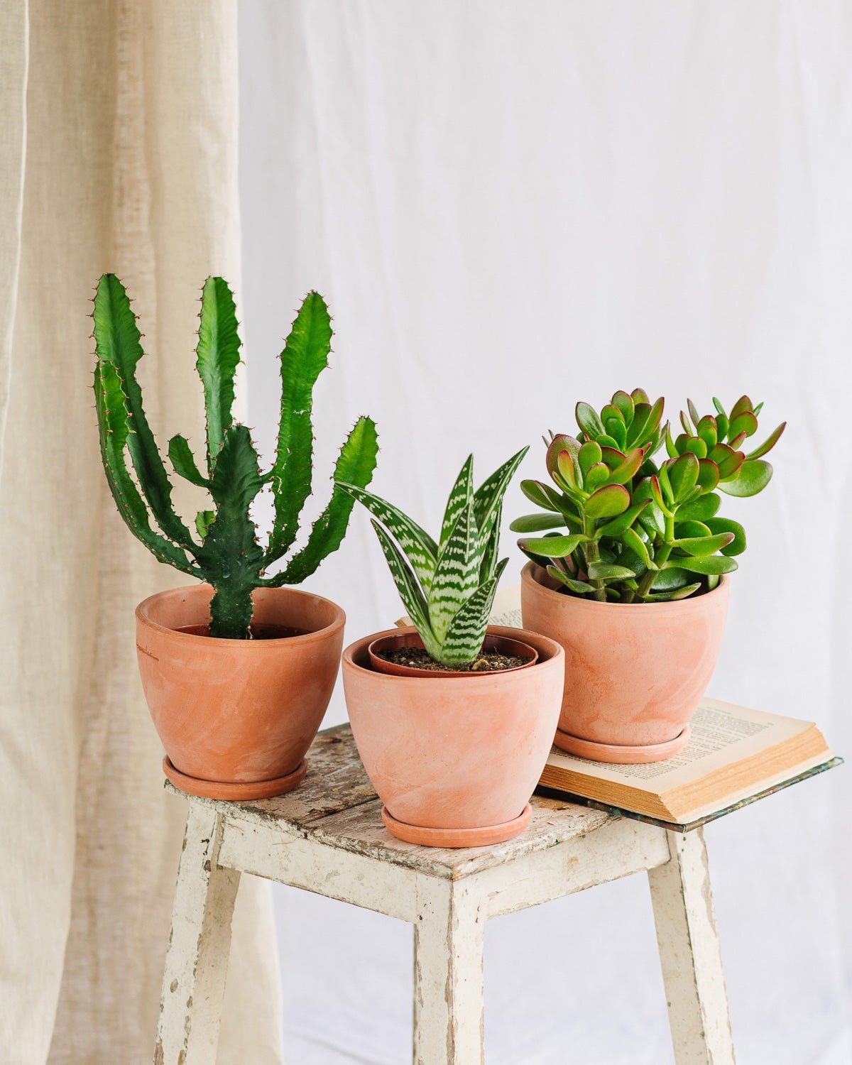 Livraison plante Trio de cactus et succulentes