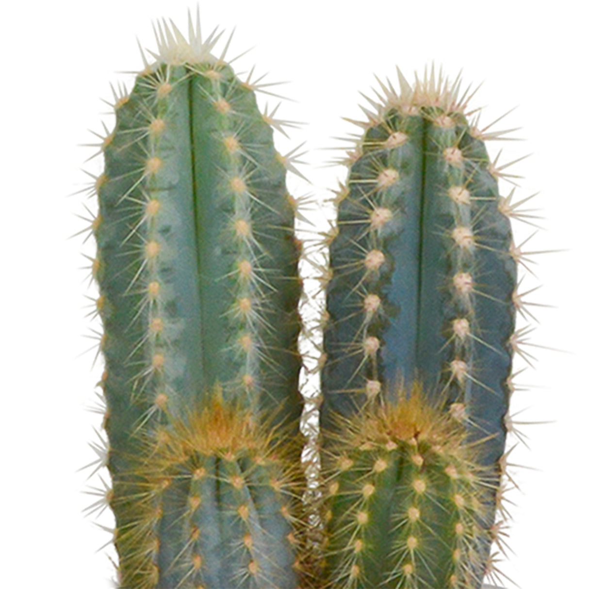 Livraison plante Trio de Cactus h18cm