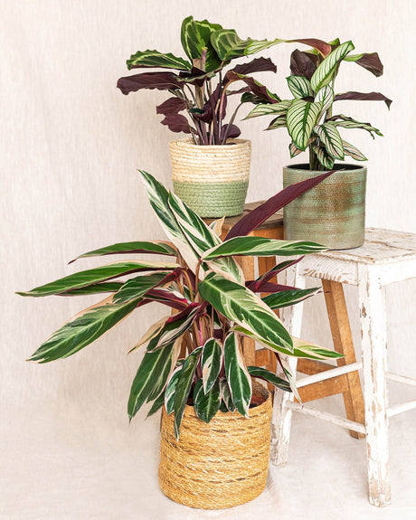 Livraison plante Trio de calathea - plant mama