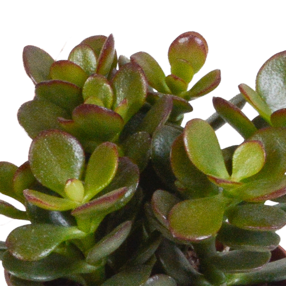 Livraison plante Trio de Crassula et leurs caches - pots h18cm