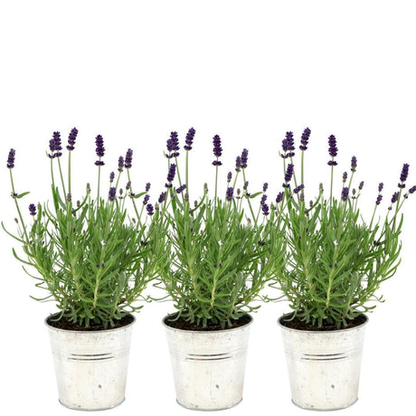 Livraison plante Trio de Lavande angustifolia Felice® et leur pot