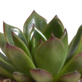 Livraison plante Trio d'Echeveria et leurs caches - pots terracotta h15cm