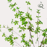 Livraison plante Tropaeolum Spéciosum plante artificielle - h150cm, Ø12cm