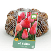 Livraison plante Tulipe Pink - Red – Lot de 40