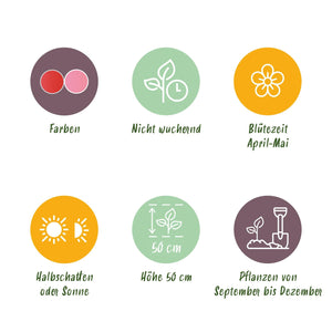 Livraison plante Tulipe Pink - Red – Lot de 40