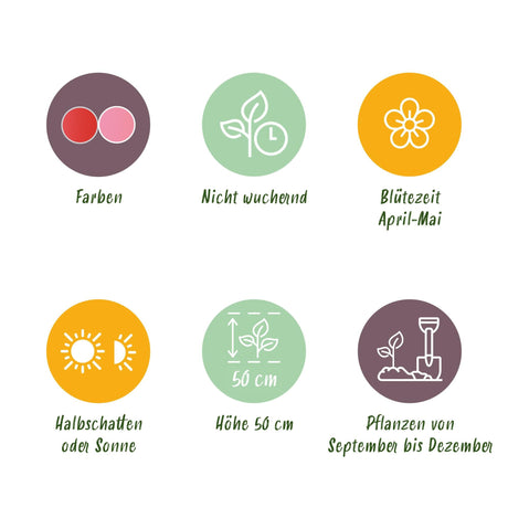 Livraison plante Tulipe Pink - Red – Lot de 40