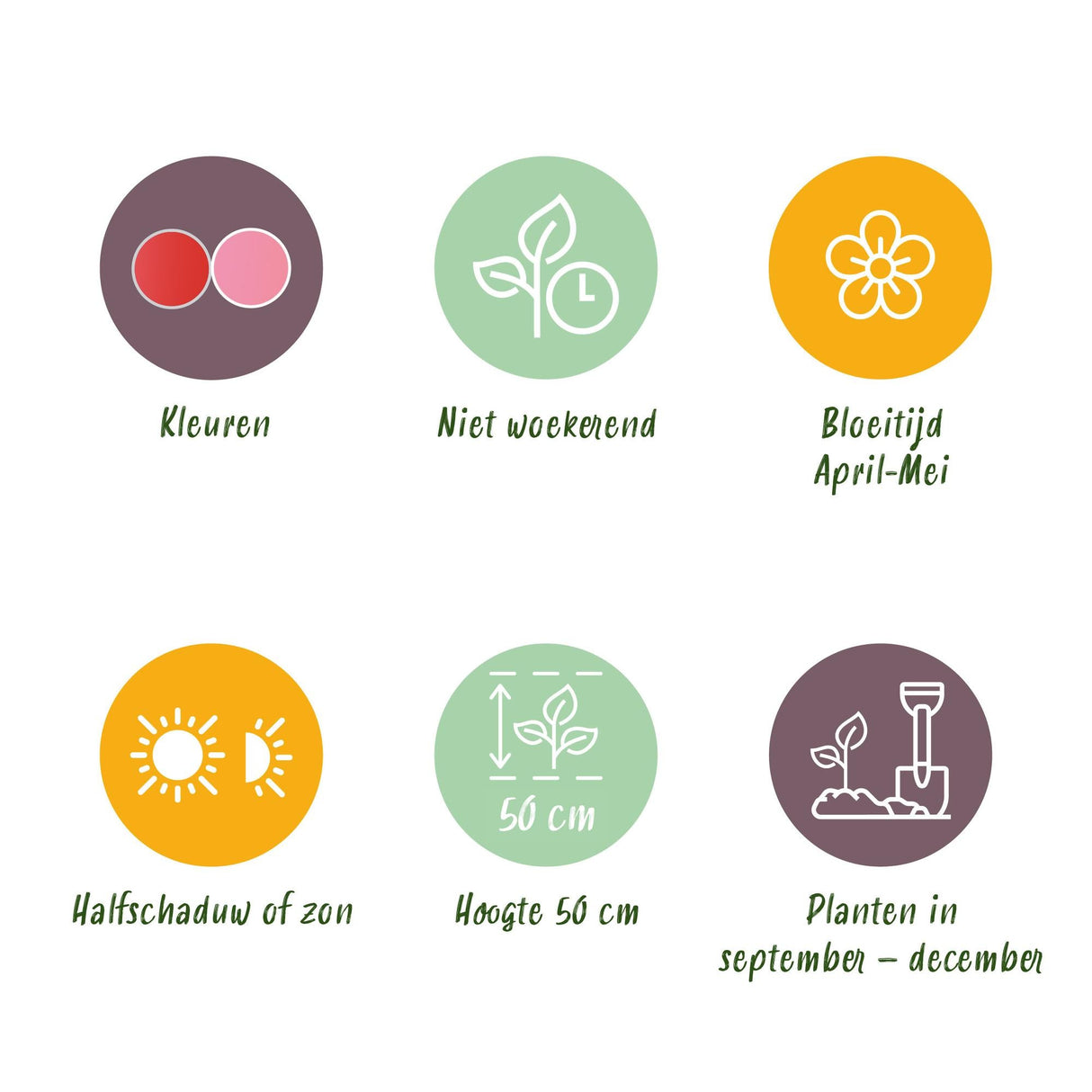 Livraison plante Tulipe Pink - Red – Lot de 40