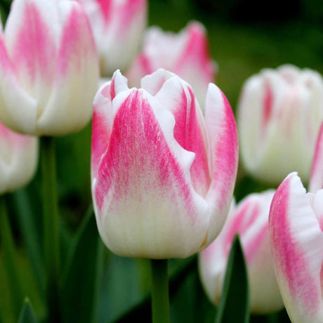 Livraison plante Tulipes Hollandaises - Mélange de Tulipes - 90 Bulbes