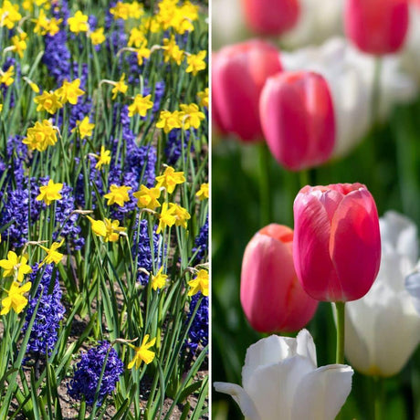 Livraison plante Tulipes, Narcisses, Jacinthes - Mix Super Hollandais - 100 Bulbes