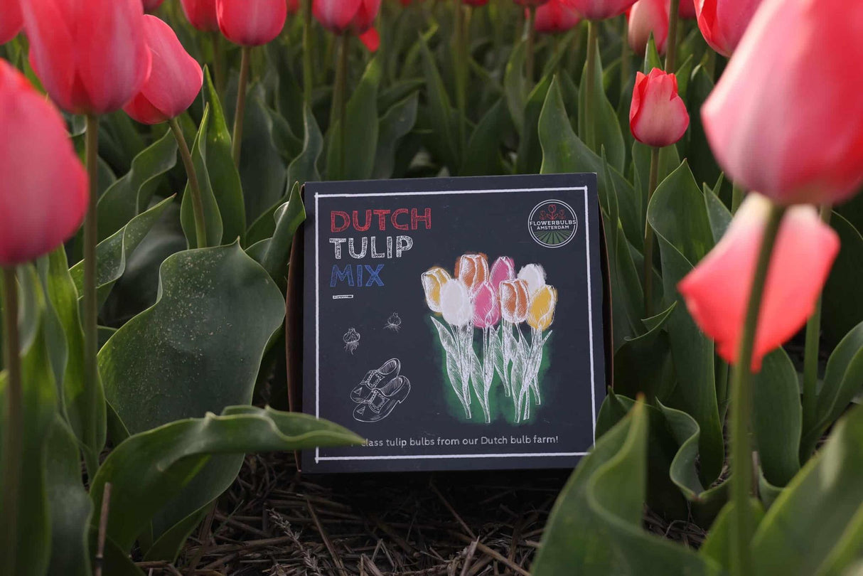 Livraison plante Tulipes Néerlandaises - 40 Bulbes - Boîte Moyenne