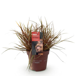 Livraison plante Uncinia rubra Everflame – Pot 17 cm – Hauteur 50 cm