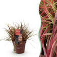 Livraison plante Uncinia rubra Everflame – Pot 17 cm – Hauteur 50 cm