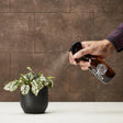 Livraison plante Vaporisateur en verre pour plantes