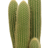 Livraison plante Vatricania Guentheri h55cm - cactus d'intérieur