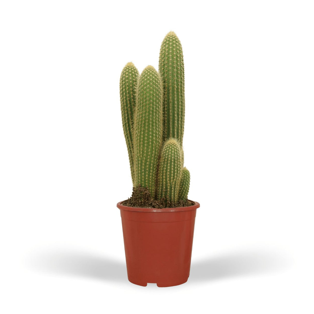Livraison plante Vatricania Guentheri h55cm - cactus d'intérieur