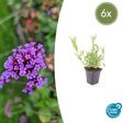 Livraison plante Verbena Bonariensis