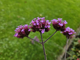 Livraison plante Verbena Bonariensis