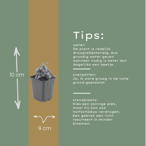 Livraison plante Vergerette de Karvinski