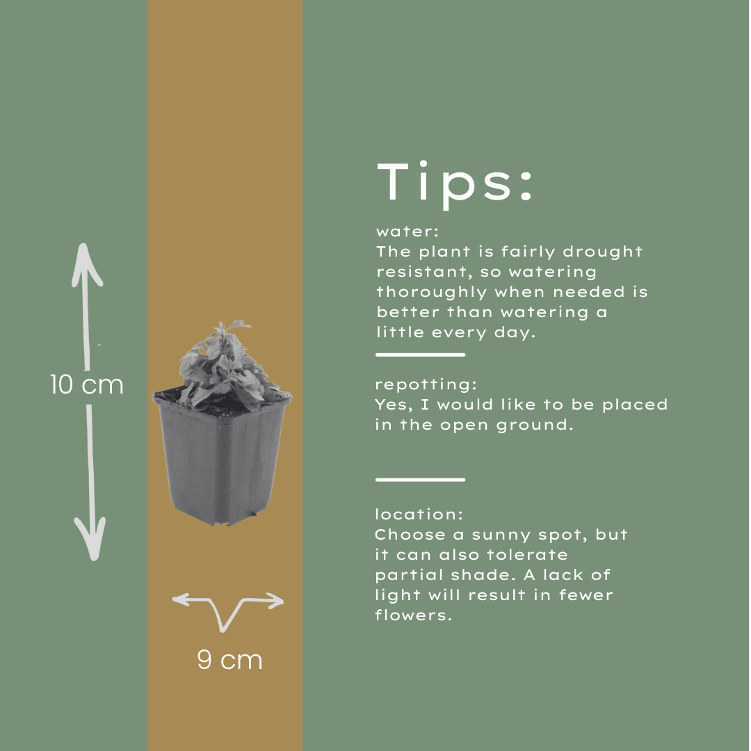 Livraison plante Vergerette de Karvinski