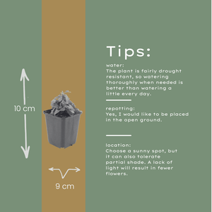 Livraison plante Vergerette de Karvinski