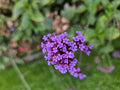 [NL: Verveine De Buenos Aires (Verbena bonariensis) '']