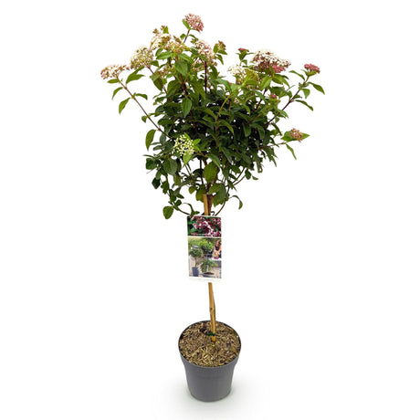 Livraison plante Viburnum tinus Eve Price – Pot 19 cm – Hauteur 90 cm