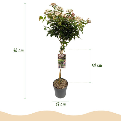 Livraison plante Viburnum tinus Eve Price – Pot 19 cm – Hauteur 90 cm
