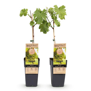 Livraison plante Vigne Vroege van der Laan – Lot de 2 – Pot 15 cm