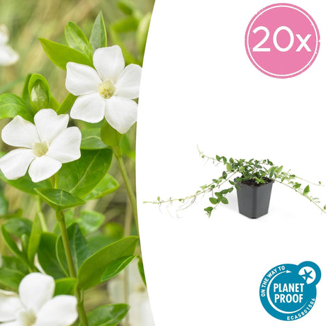 Livraison plante Vinca minor 'Alba'