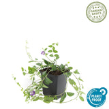 Livraison plante Vinca minor atropurpurea - 40x h25cm d9cm