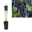 Livraison plante Vitis 'Frankenthaler' +light Label - Ø17cm - ↕75cm