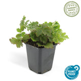 Livraison plante Waldsteinia ternata - Fraise stérile 20xh20cm d9cm