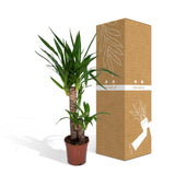 Livraison plante Yucca