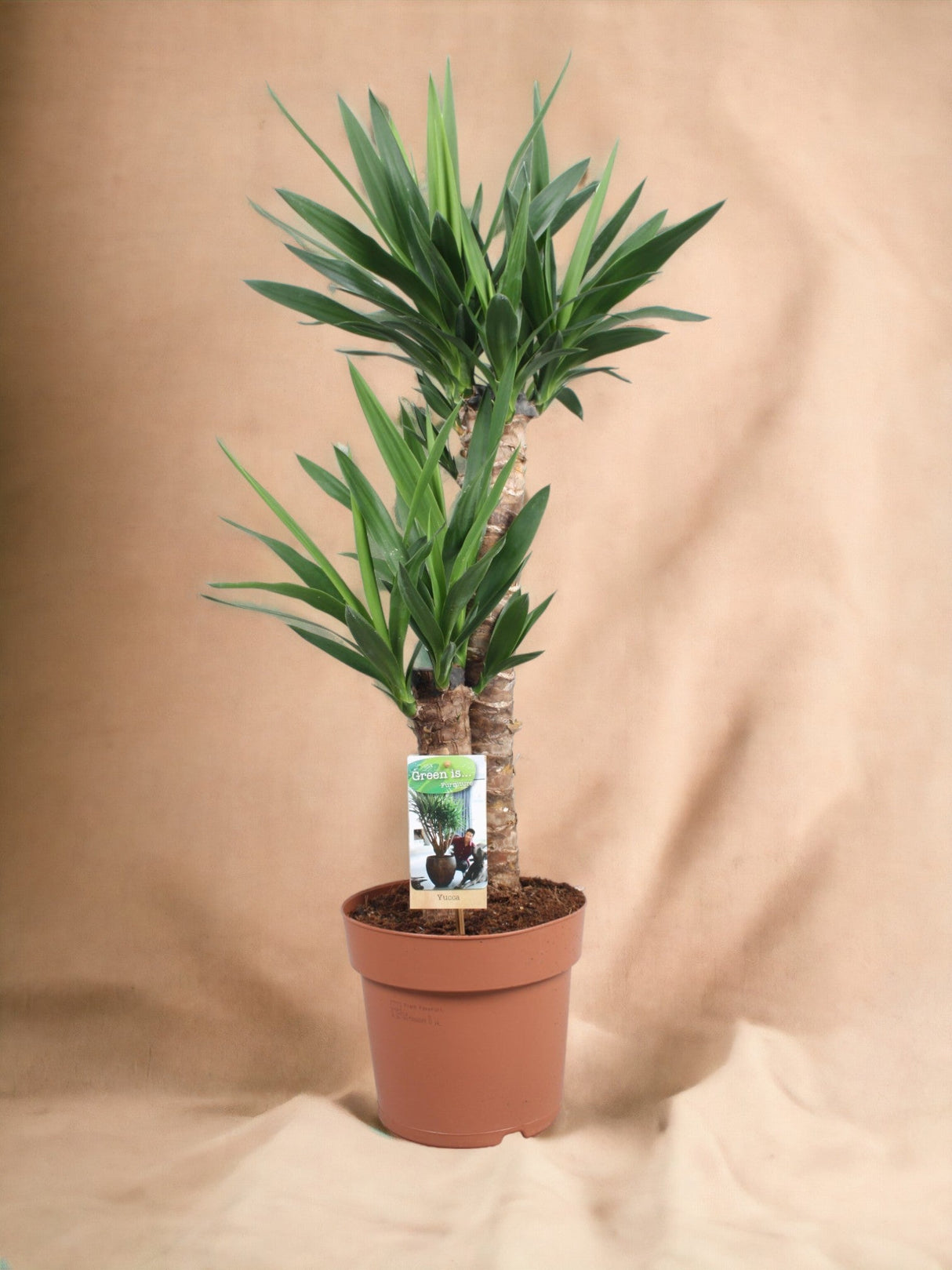 Livraison plante Yucca