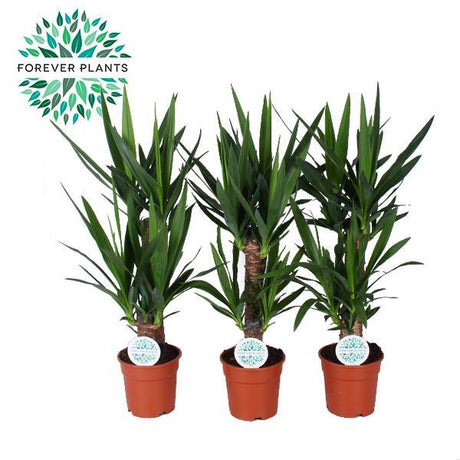 Livraison plante Yucca