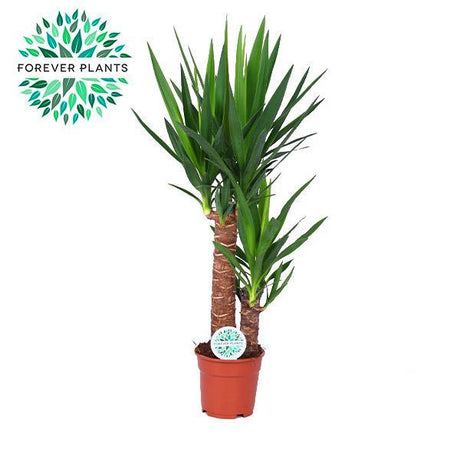 Livraison plante Yucca