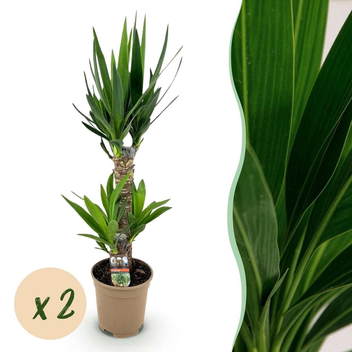 Livraison plante Yucca elephantipes